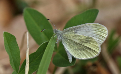 Enghvidvinge, Leptidea juvernica hun. Hunnamåla, Mien Sjön, Småland, Sverige. d. 20 Maj 2013. Fotograf: Lars Andersen