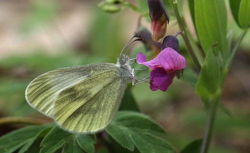 Enghvidvinge, Leptidea juvernica hun. Hunnamåla, Mien Sjön, Småland, Sverige. d. 20 Maj 2013. Fotograf: Lars Andersen