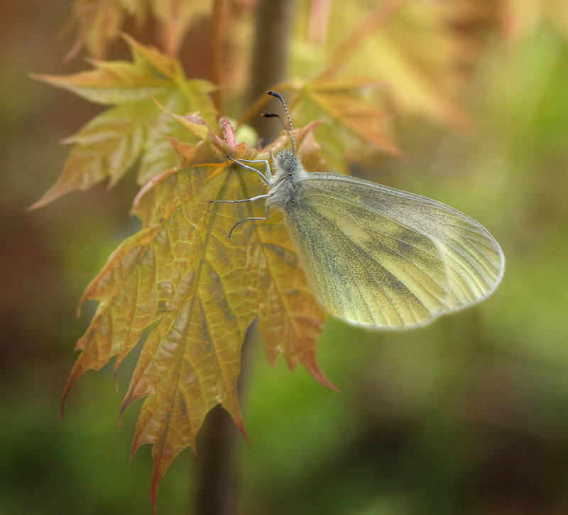 Enghvidvinge, Leptidea juvernica hun. Hunnamåla, Mien Sjön, Småland, Sverige. d. 20 Maj 2013. Fotograf: Lars Andersen