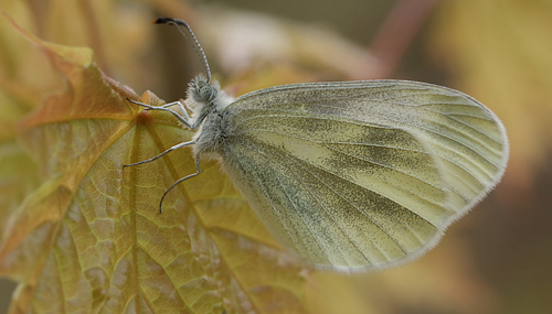Enghvidvinge, Leptidea juvernica hun. Hunnamåla, Mien Sjön, Småland, Sverige. d. 20 Maj 2013. Fotograf: Lars Andersen