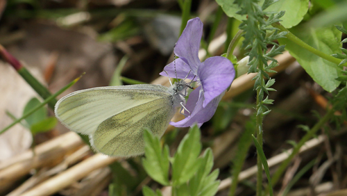 Enghvidvinge, Leptidea juvernica han. Hunnamåla, Mien Sjön, Småland, Sverige. d. 20 Maj 2013. Fotograf: Lars Andersen