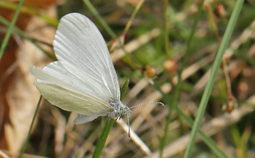 Skohvidvinge, Leptidea sinapis hun. Kornalycke, Mien Sjn, Smland, Sverige. d. 20 Maj 2013. Fotograf: Lars Andersen