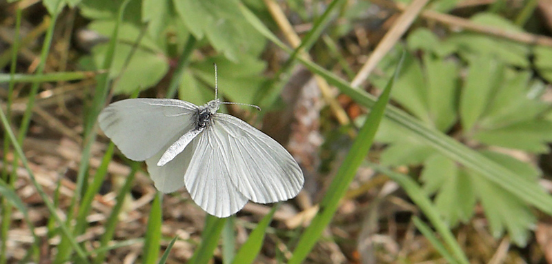 Skovhvidvinge, Leptidea sinapis hun. Kornalycke, Mien Sjn, Smland, Sverige. d. 20 Maj 2013. Fotograf: Lars Andersen