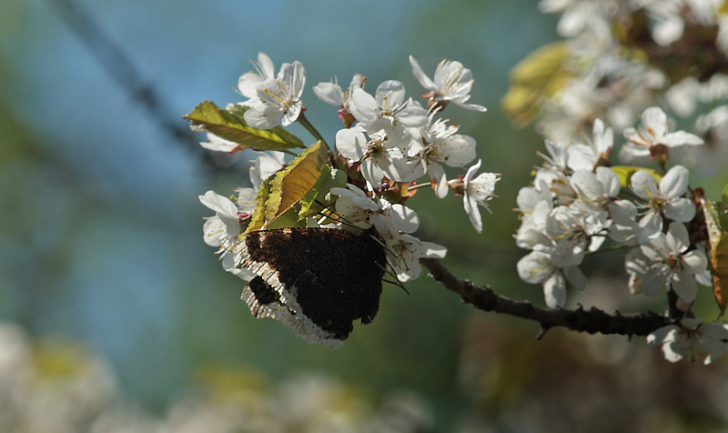 Srgekbe fanget af en krabbeedderkop i et blomstrende Kirsebrtr. Hakafors, Blekinge/Smland, Sverige. d. 18 Maj 2013. Fotograf: Lars Andersen