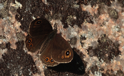 Bjerg-Vejrandje, Lasiommatus petropolitana han. Bckebo, Smland, Sverige. d. 18 Maj 2013. Fotograf: Lars Andersen