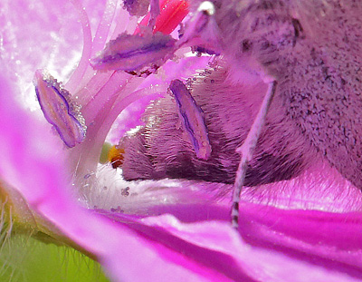 Chokoladebrun Blfugl, Eumedonia eumedon ssp.: arenicola. Lderup, Skne, Sverige. d. 7 juni 2013. Fotograf: Lars Andersen