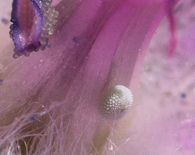 Chokoladebrun Blfugl, Eumedonia eumedon ssp.: arenicola. Lderup, Skne, Sverige. d. 7 juni 2013. Fotograf: Lars Andersen