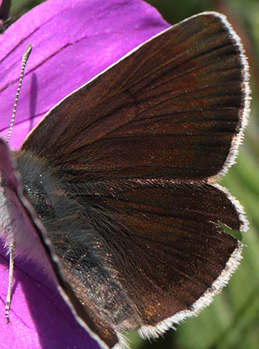 Chokoladebrun Blåfugl, Eumedonia eumedon ssp.: arenicola. Löderup, Skåne, Sverige. d. 7 juni 2013. Fotograf: Lars Andersen