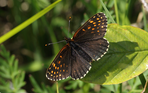 Mørk Pletvinge, Melitaea diamina han. Hunnerödsmossen, Skåne, Sverige d. 7 juni - 2013. Fotograf: Lars Andersen