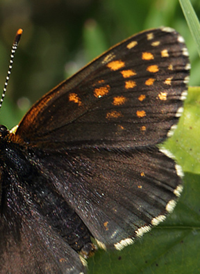 Mørk Pletvinge, Melitaea diamina han. Hunnerödsmossen, Skåne, Sverige d. 7 juni - 2013. Fotograf: Lars Andersen