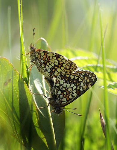 Mørk Pletvinge, Melitaea diamina parring. Hunnerödsmossen, Skåne, Sverige d. 7 juni - 2013. Fotograf: Lars Andersen
