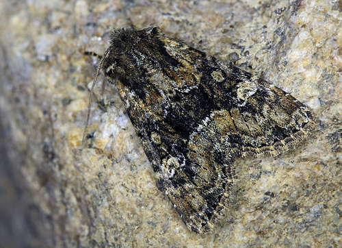 Apamea ilyria. Hakafors, Blekinge/Småland, Sverige. d. 19 Maj 2013. Fotograf: Lars Andersen