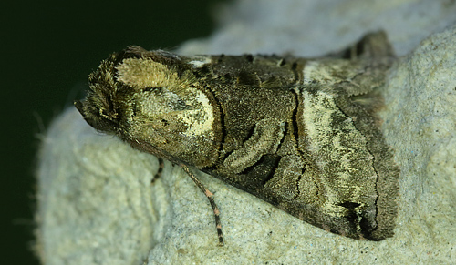 Abrostola asclepiadis. Hakafors, Blekinge/Smland, Sverige. d. 19 Maj 2013. Fotograf: Lars Andersen