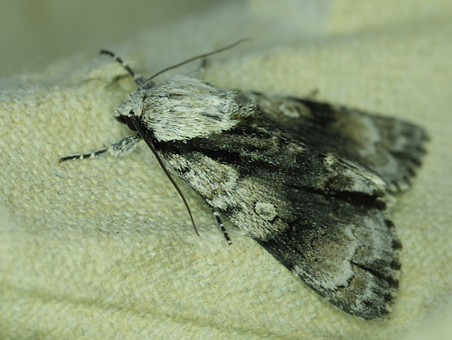 Acronicta alni.Hakafors, Blekinge/Smland, Sverige. d. 19 Maj 2013. Fotograf: Lars Andersen