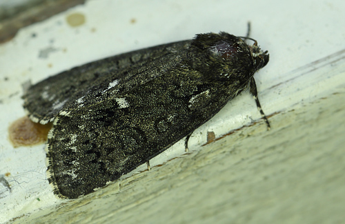 Acronicta rumicis. Hakafors, Blekinge/Smland, Sverige. d. 19 Maj 2013. Fotograf: Lars Andersen