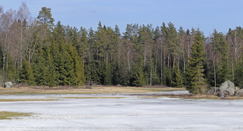 Lokalitet langs Lyckebyn for Videfuks/stlig Takvinge (Nymphalis xanthomelas). Smland, Sverige. d. 14 april 2013. Fotograf: Lars Andersen