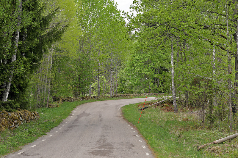 Enghvidvinge lokalitet. Hunnamla, Mien Sjn, Smland, Sverige. d. 20 Maj 2013. Fotograf: Lars Andersen