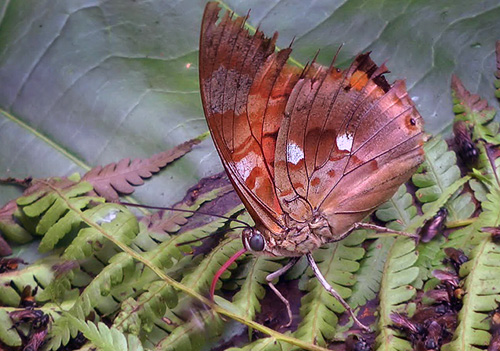 Prepona praeneste buckleyana Caranavi 1000 m. Yungas, Bolivia d. 6 January 2014. Photographer: Peter Møllmann