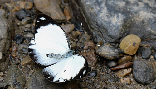 Perrhybris pamela. Caranavi 605 m. Yungas, Bolivia d.  2 January 2014. Photographer:  Ole Andersen