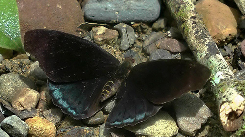 Eunica volumna. Caranavi 1000 m. Yungas, Bolivia d. 21 January 2014. Photographer: Ole Andersen