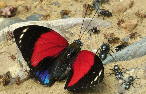 Prepona (Agrias) amydon ferdinandi. Rio Zongo, Caranavi 605 m. Yungas, Bolivia d. 23 January 2014. Photographer: Peter Møllmann