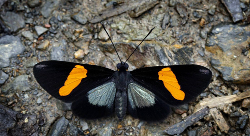 Chamaelimnas splendens. Caranavi 605 m. Yungas, Bolivia d.  14 January 2014. Photographer:  Ole Andersen