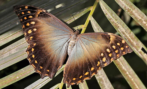 Morpho telemachus. Caranavi 605 m. Yungas, Bolivia d.  20 January 2014. Photographer:  Ole Andersen