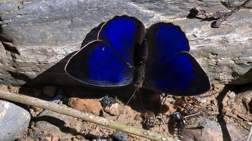 Eunica carias. Caranavi 1000 m. Yungas, Bolivia d. 21 January 2014. Photographer: Ole Andersen
