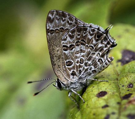 Strymon astiocha. Caranavi 605 m. Yungas, Bolivia d.  14 January 2014. Photographer:  Ole Andersen