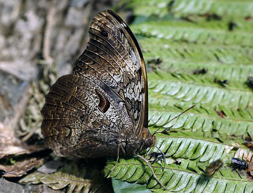 Selenophanes cassiope andromeda. Caranavi 605 m. Yungas, Bolivia d.  14 January 2014. Photographer:  Ole Andersen