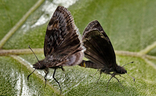 Funereal Duskywing, Erynnis funeralis. Caranavi 605 m. Yungas, Bolivia d.  12 January 2014. Photographer:  Ole Andersen