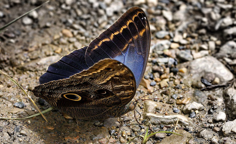 Caligo illioneus pheidriades. Caranavi 1000 m. Yungas, Bolivia d. 20 January 2014. Photographer: Ole Andersen