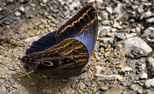 Caligo illioneus pheidriades. Caranavi 605 m. Yungas, Bolivia d. 20 January 2014. Photographer: Ole Andersen