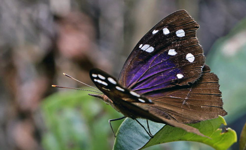 Eunica cuvierii. Coroico. Yungas, Bolivia d.  31 January 2014. Photographer:  Ole Andersen