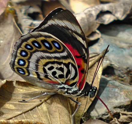 Prepona (Agrias) claudina lugens. Caranavi 605 m. Yungas, Bolivia d.  14 January 2014. Photographer:  Peter Mllmann