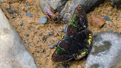 Caria trochilus. Rio Zongo, Caranavi 750 m. Yungas, Bolivia d.  24 January 2014. Photographer:  Peter Mllmann