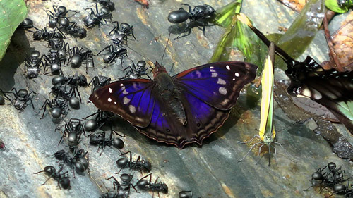 Doxocopa agathina. Rio Zongo, Caranavi 750 m. Yungas, Bolivia d.  24 January 2014. Photographer:  Peter Mllmann