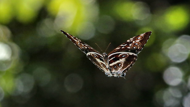 Morpho cisseis phanodemus. Caranavi 605 m. Yungas, Bolivia d.  10 January 2014. Photographer:  Ole Andersen