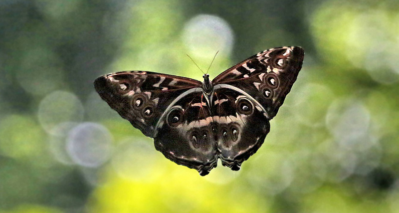 Morpho cisseis phanodemus.  Caranavi 605 m. Yungas, Bolivia d.  10 January 2014. Photographer:  Ole Andersen