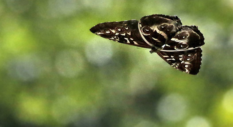 Morpho cisseis phanodemus. Caranavi 605 m. Yungas, Bolivia d.  10 January 2014. Photographer:  Ole Andersen