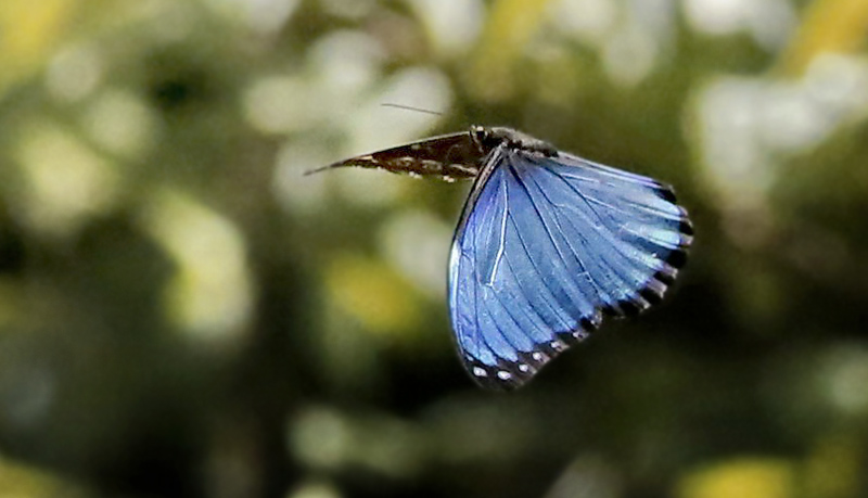 Morpho deidamia electra. Caranavi 605 m. Yungas, Bolivia d.  10 January 2014. Photographer:  Ole Andersen