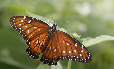 Queen, Danaus gilippus. Coroico, Yungas, Bolivia d. 12 january 2014. Photographer; Ole Andersen