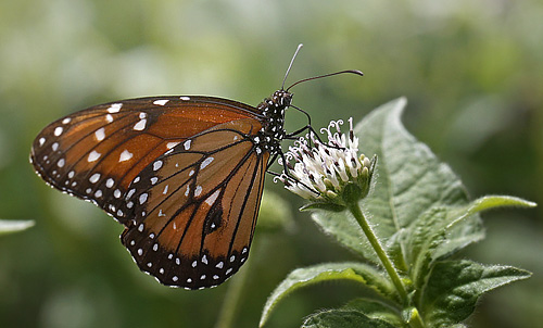 Queen, Danaus gilippus. Coroico, Yungas, Bolivia d. 12 january 2014. Photographer; Ole Andersen