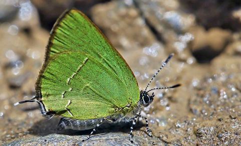Erora gabina. Caranavi 605 m. Yungas, Bolivia d. 12 January 2014. Photographer: Ole Andersen