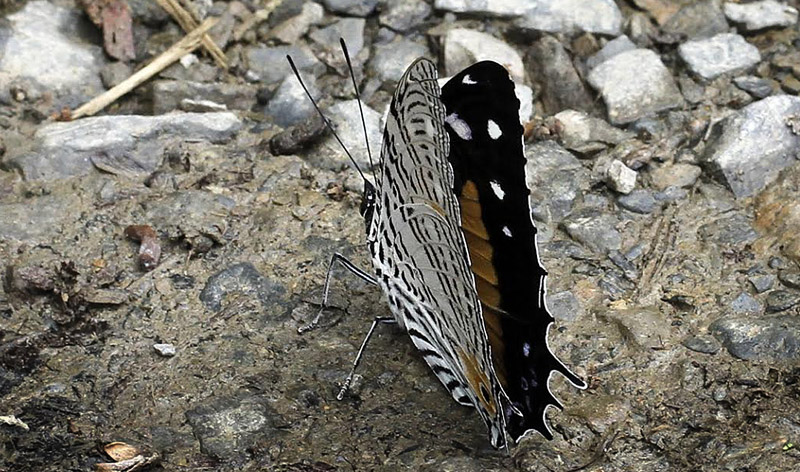 Baeotus japetus female. Caranavi 605 m. Yungas, Bolivia d.  2 January 2014. Photographer:  Ole Andersen