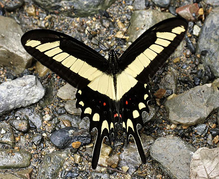 Heraclides lamarchei. Caranavi 605 m. Yungas, Bolivia d.  2 January 2014. Photographer:  Ole Andersen