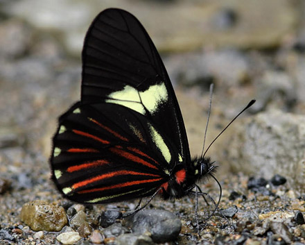 Archonias brassolis. Caranavi 605 m. Yungas, Bolivia d.  2 January 2014. Photographer:  Ole Andersen