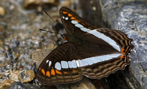 Adelpha alala. Caranavi 605 m. Yungas, Bolivia d.  2 January 2014. Photographer:  Ole Andersen