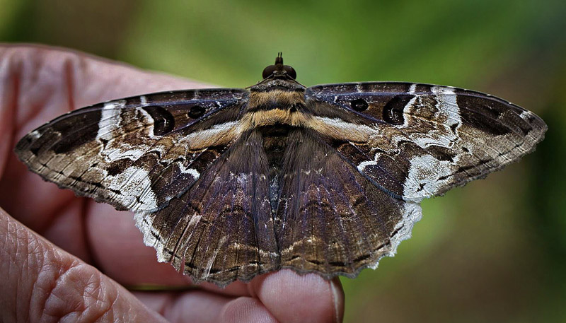 Black Witch, Letis herilia. Coroico 1750 m. Yungas, Bolivia d. 29 January 2014. Photographer: Ole Andersen