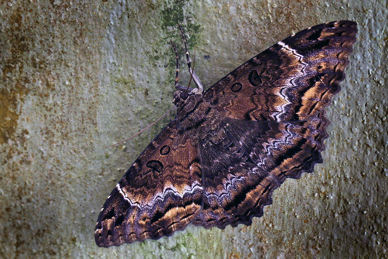 Black Witch, Letis mycerina. Coroico 1750 m. Yungas, Bolivia d.  27 January 2014. Photographer:  Ole Andersen